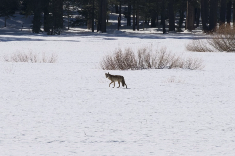 coyote-in-snowy-meadow.jpeg